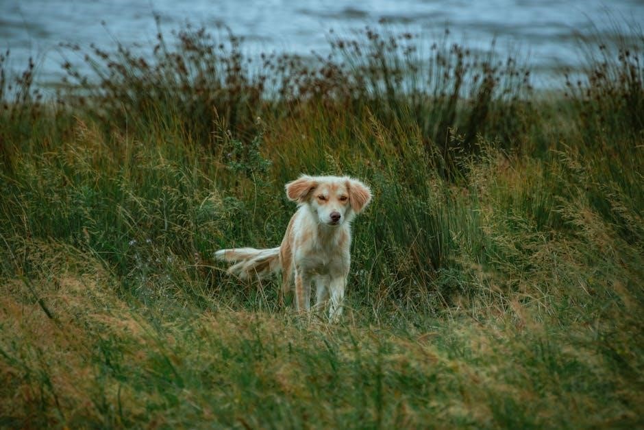 free service dog certificate pdf